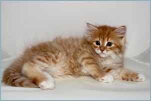 Male Siberian Kitten from Deedlebug Siberians